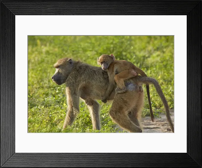 Framed Print : Chacma baboon (Papio ursinus) and infant, Chobe National Park, Botswana, Africa Framed Print : Chacma baboon (Papio ursinus) and infant, Chobe National Park, Botswana, Africa