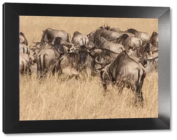 Africa, Kenya, wildebeest