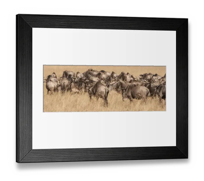 Framed Print : Africa, Kenya, wildebeest