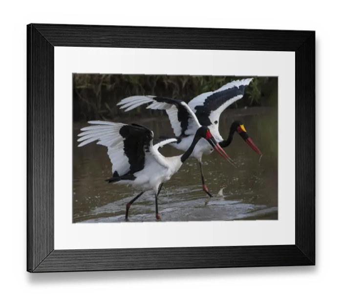 Framed Print : Africa, Kenya, stork
