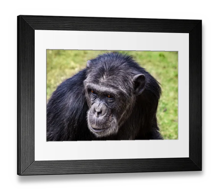 Framed Print : A chimpanzee with beautiful brown eyes