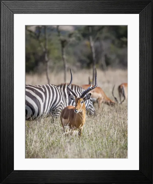 Framed Print : Buck impala on the Masai Mara, Kenya