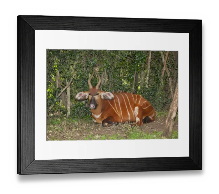 Framed Print : An endangered African bongo