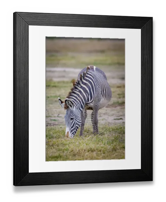 Framed Print : A pregnant Grevys zebra mare Framed Print : A pregnant Grevys zebra mare
