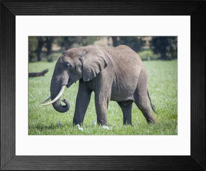 Framed Print : African elephant grazing Framed Print : African elephant grazing