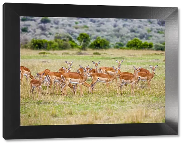 A herd if impala in the Masai Mara, Kenya, Africa
