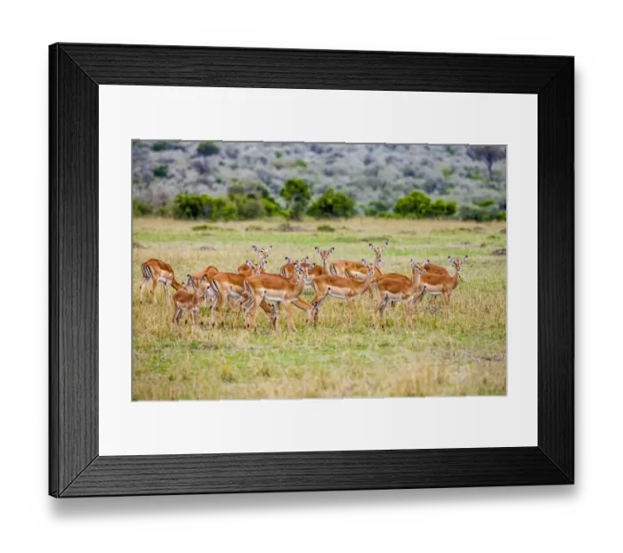 Framed Print : A herd if impala in the Masai Mara, Kenya, Africa Framed Print : A herd if impala in the Masai Mara, Kenya, Africa