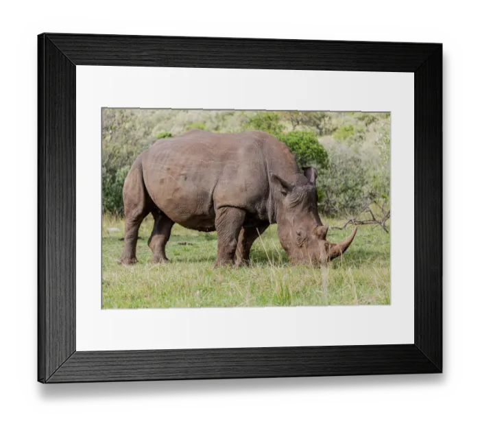 Framed Print : White rhinoceros grazing among foothills in the Masai Mara, Kenya, Africa