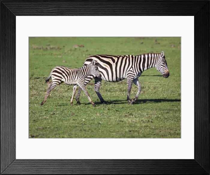 Framed Print : Plains zebra mare and colt walking across the Masai Mara. Kenya Framed Print : Plains zebra mare and colt walking across the Masai Mara. Kenya