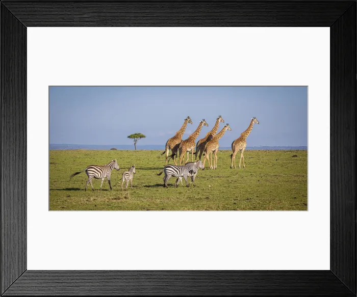 Framed Print : Msai giraffe wander across the Masai Mara plain. Kenya Framed Print : Msai giraffe wander across the Masai Mara plain. Kenya