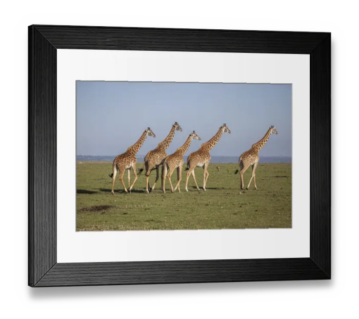 Framed Print : Msai giraffe wander across the Masai Mara plain. Kenya Framed Print : Msai giraffe wander across the Masai Mara plain. Kenya