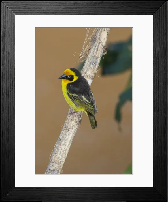 Framed Print : A baglafecht weaver perched on a twig