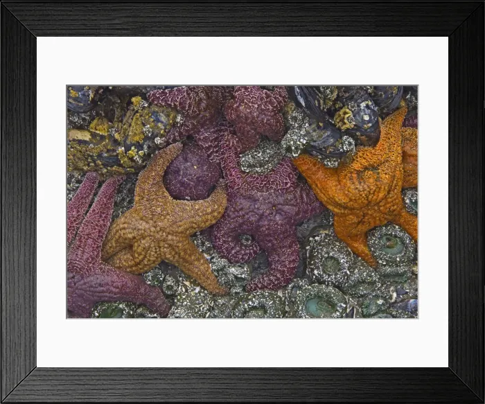 Framed Print : Canada, British Columbia, Pacific Rim National Park. Starfish on beach at low tide Framed Print : Canada, British Columbia, Pacific Rim National Park. Starfish on beach at low tide