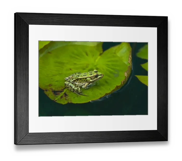 Framed Print : Canada, Manitoba, Winnipeg. Northern leopard frog on lily pad in pond Framed Print : Canada, Manitoba, Winnipeg. Northern leopard frog on lily pad in pond