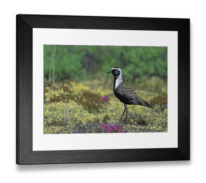 Framed Print : Canada, Manitoba, Churchill. American golden plover