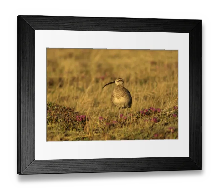 Framed Print : Canada, Manitoba, Churchill. Whimbrel bird on the tundra Framed Print : Canada, Manitoba, Churchill. Whimbrel bird on the tundra