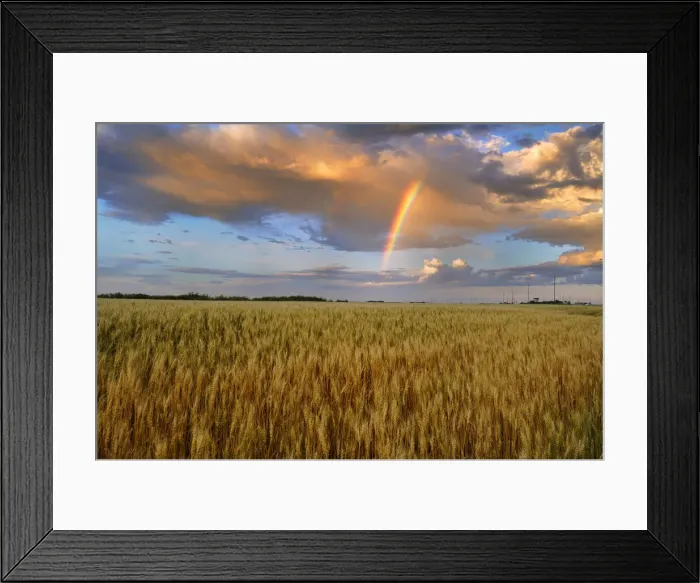 Framed Print : Canada, Manitoba, Lorette. Wheat field and rainbow after storm Framed Print : Canada, Manitoba, Lorette. Wheat field and rainbow after storm