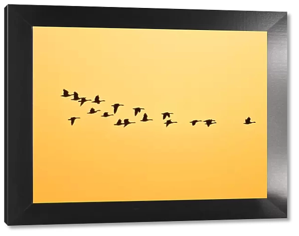 Canada, Manitoba, Oak Hammock Marsh. Canada geese in flight at sunset