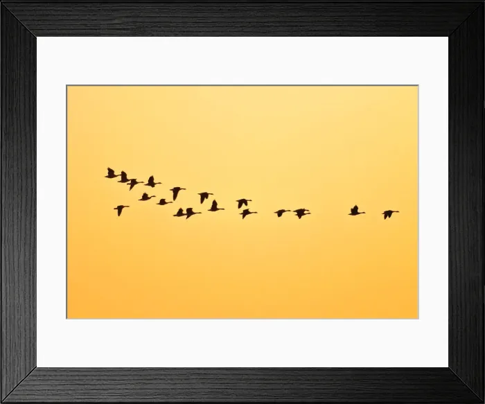 Framed Print : Canada, Manitoba, Oak Hammock Marsh. Canada geese in flight at sunset Framed Print : Canada, Manitoba, Oak Hammock Marsh. Canada geese in flight at sunset