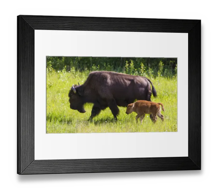 Framed Print : Canada, Alberta. A female Bison leads her calf along the sunny grass on the Alaska Framed Print : Canada, Alberta. A female Bison leads her calf along the sunny grass on the Alaska