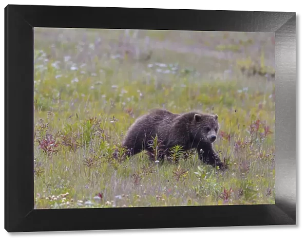 Canada, British Columbia, A Grizzly cub at roadside on the Haines Highway