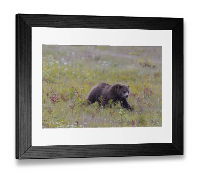 Framed Print : Canada, British Columbia, A Grizzly cub at roadside on the Haines Highway Framed Print : Canada, British Columbia, A Grizzly cub at roadside on the Haines Highway