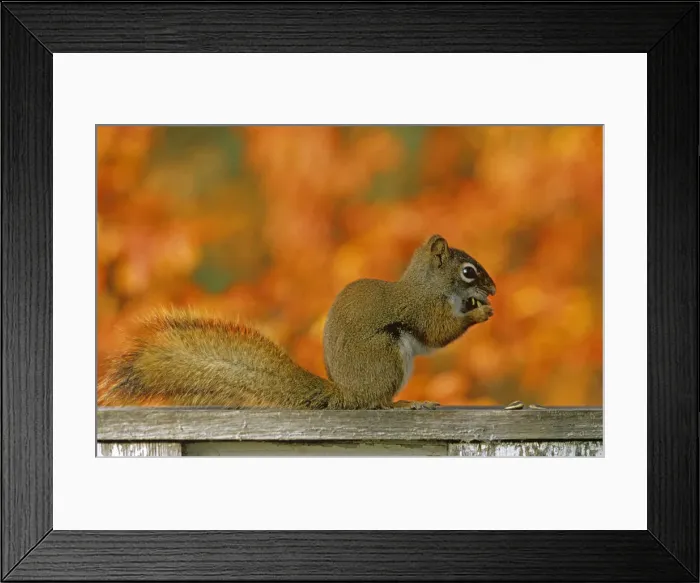 Framed Print : Canada, Manitoba, Winnipeg. Red squirrel close-up Framed Print : Canada, Manitoba, Winnipeg. Red squirrel close-up