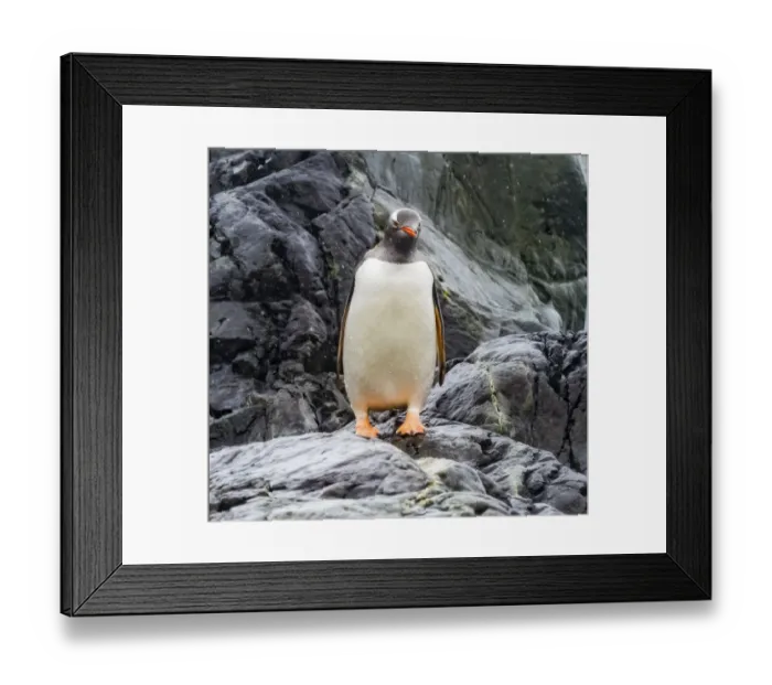 Framed Print : Gentoo penguin, Paradise Bay, Skontorp Cove, Antarctica Framed Print : Gentoo penguin, Paradise Bay, Skontorp Cove, Antarctica