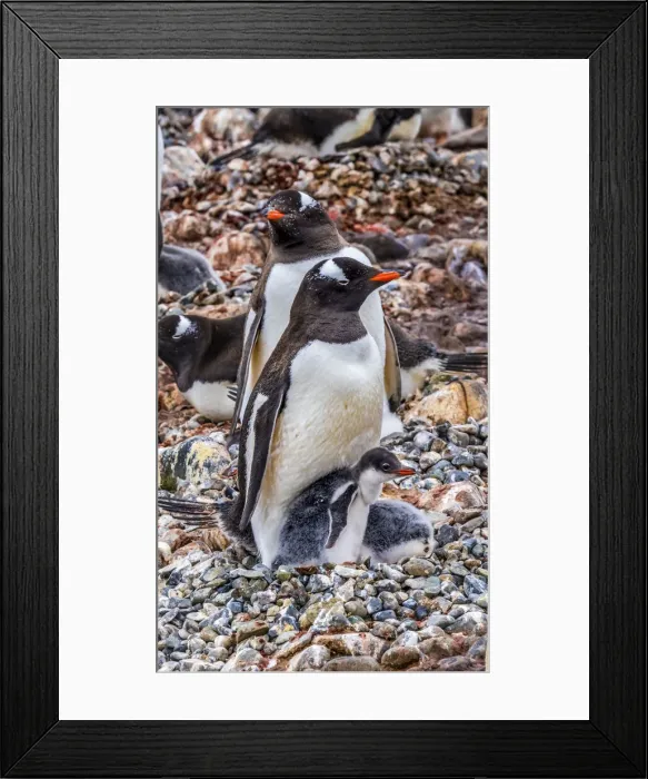 Framed Print : Gentoo Penguin family and chick, Yankee Harbor, Greenwich Island, Antarctica Framed Print : Gentoo Penguin family and chick, Yankee Harbor, Greenwich Island, Antarctica