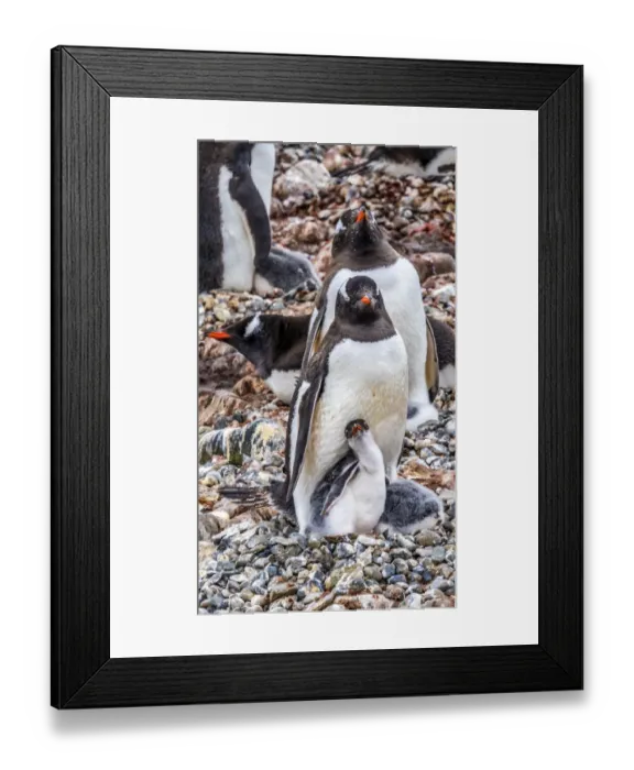 Framed Print : Gentoo Penguin family and chick, Yankee Harbor, Greenwich Island, Antarctica Framed Print : Gentoo Penguin family and chick, Yankee Harbor, Greenwich Island, Antarctica