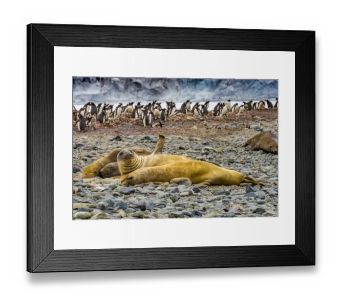 Framed Print : Southern elephant seals and Gentoo Penguin rookery, Yankee Harbor, Greenwich Island Framed Print : Southern elephant seals and Gentoo Penguin rookery, Yankee Harbor, Greenwich Island