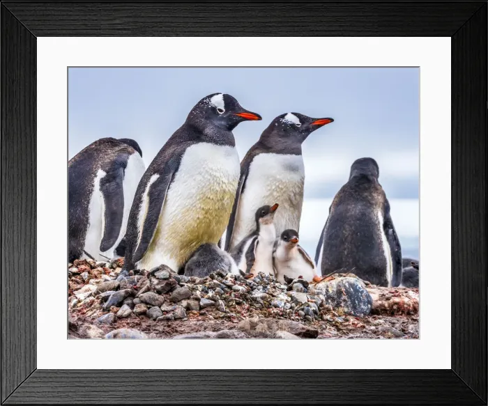 Framed Print : Gentoo Penguin family and chicks, Yankee Harbor, Greenwich Island, Antarctica
