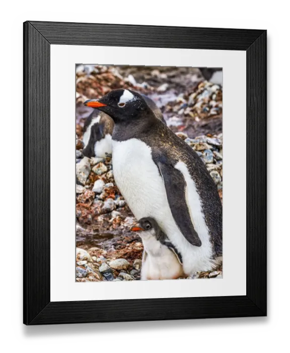 Framed Print : Gentoo Penguin family and chick, Yankee Harbor, Greenwich Island, Antarctica Framed Print : Gentoo Penguin family and chick, Yankee Harbor, Greenwich Island, Antarctica