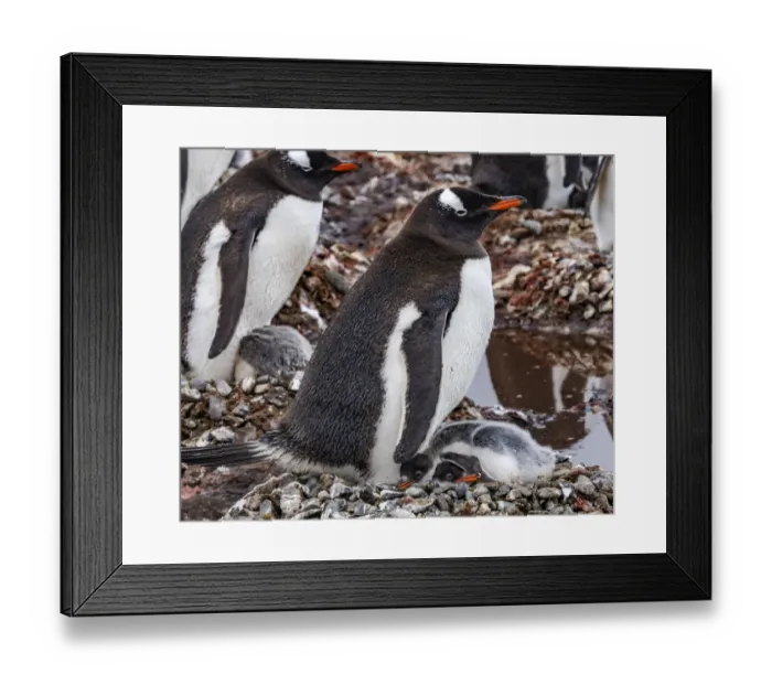 Framed Print : Gentoo Penguin family and chicks, Yankee Harbor, Greenwich Island, Antarctica Framed Print : Gentoo Penguin family and chicks, Yankee Harbor, Greenwich Island, Antarctica