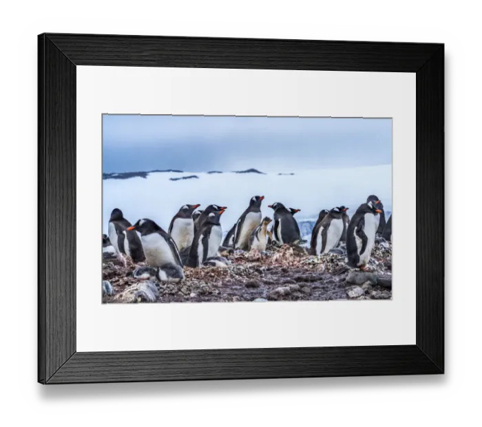 Framed Print : Gentoo Penguin rookery, Yankee Harbor, Greenwich Island, Antarctica Framed Print : Gentoo Penguin rookery, Yankee Harbor, Greenwich Island, Antarctica