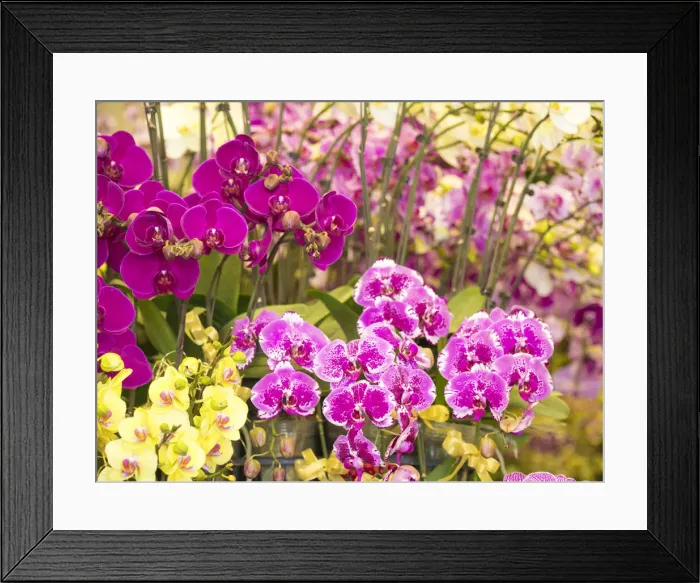 Framed Print : China, Hong Kong. Flower market on the street Framed Print : China, Hong Kong. Flower market on the street