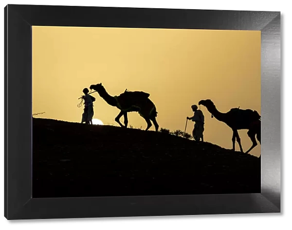 India, Gujarat, Bhuj, Great Rann of Kutch, Tribe. Camels