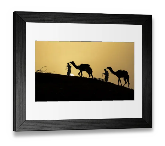 Framed Print : India, Gujarat, Bhuj, Great Rann of Kutch, Tribe. Camels Framed Print : India, Gujarat, Bhuj, Great Rann of Kutch, Tribe. Camels