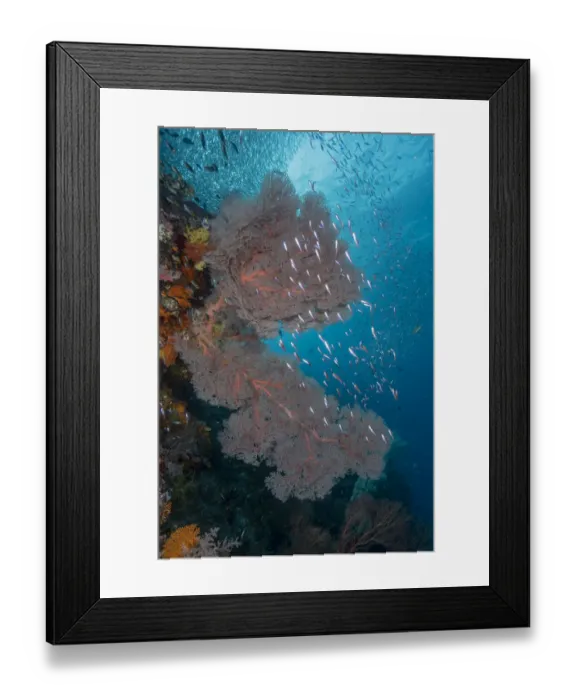 Framed Print : Indonesia, West Papua, Raja Ampat. Coral reef scenic
