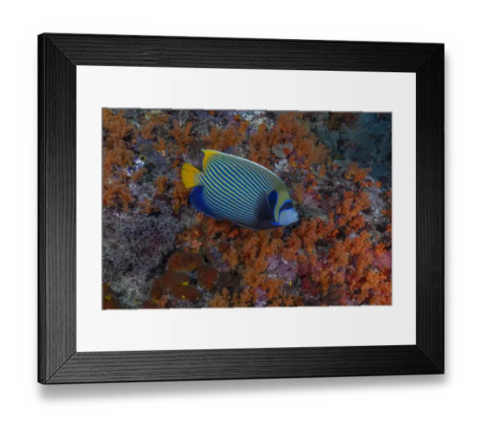 Framed Print : Indonesia, West Papua, Raja Ampat. Angelfish close-up Framed Print : Indonesia, West Papua, Raja Ampat. Angelfish close-up