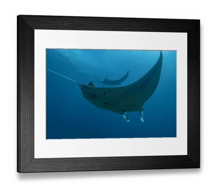 Framed Print : Indonesia, West Papua, Raja Ampat. Underneath two manta rays