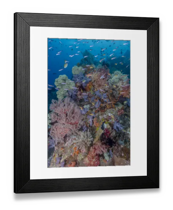 Framed Print : Indonesia, West Papua, Raja Ampat. Coral reef scenic Framed Print : Indonesia, West Papua, Raja Ampat. Coral reef scenic