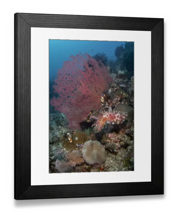 Framed Print : Indonesia, West Papua, Raja Ampat. Coral reef scenic Framed Print : Indonesia, West Papua, Raja Ampat. Coral reef scenic