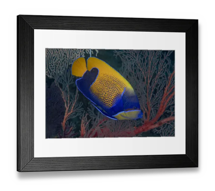 Framed Print : Indonesia, West Papua, Raja Ampat. Close-up of blue-girdled angelfish Framed Print : Indonesia, West Papua, Raja Ampat. Close-up of blue-girdled angelfish