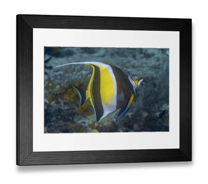 Framed Print : Indonesia, West Papua, Raja Ampat. Close-up of angelfish Framed Print : Indonesia, West Papua, Raja Ampat. Close-up of angelfish