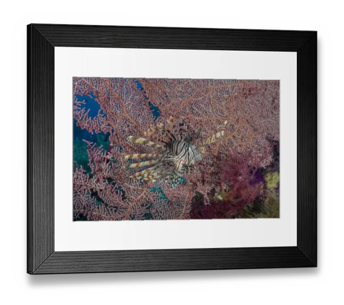 Framed Print : Indonesia, West Papua, Raja Ampat. Lionfish and coral Framed Print : Indonesia, West Papua, Raja Ampat. Lionfish and coral