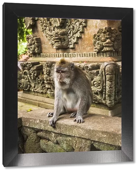 Balinese long-tailed Monkey (Macaca fascicularis), Sacred Monkey Forest, Ubud, Bali