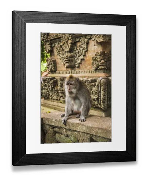Framed Print : Balinese long-tailed Monkey (Macaca fascicularis), Sacred Monkey Forest, Ubud, Bali Framed Print : Balinese long-tailed Monkey (Macaca fascicularis), Sacred Monkey Forest, Ubud, Bali