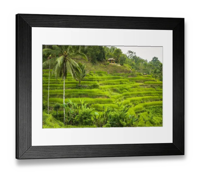 Framed Print : Rice fields at Tegallalang Rice Terrace, Bali, Indonesia Framed Print : Rice fields at Tegallalang Rice Terrace, Bali, Indonesia