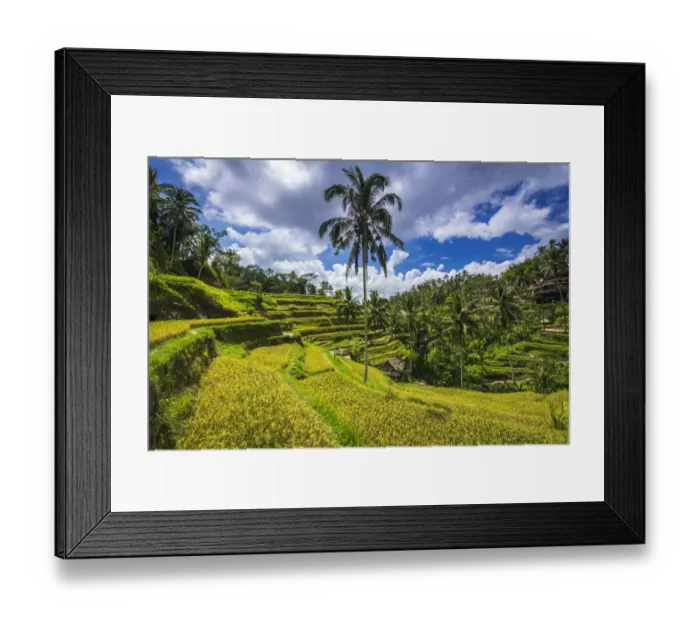 Framed Print : Rice fields at Tegallalang Rice Terrace, Bali, Indonesia
